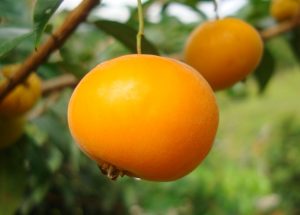  A uvaia tem aroma suave e agradável com alto teor de vitamina C (até 4 vezes mais do que a laranja)